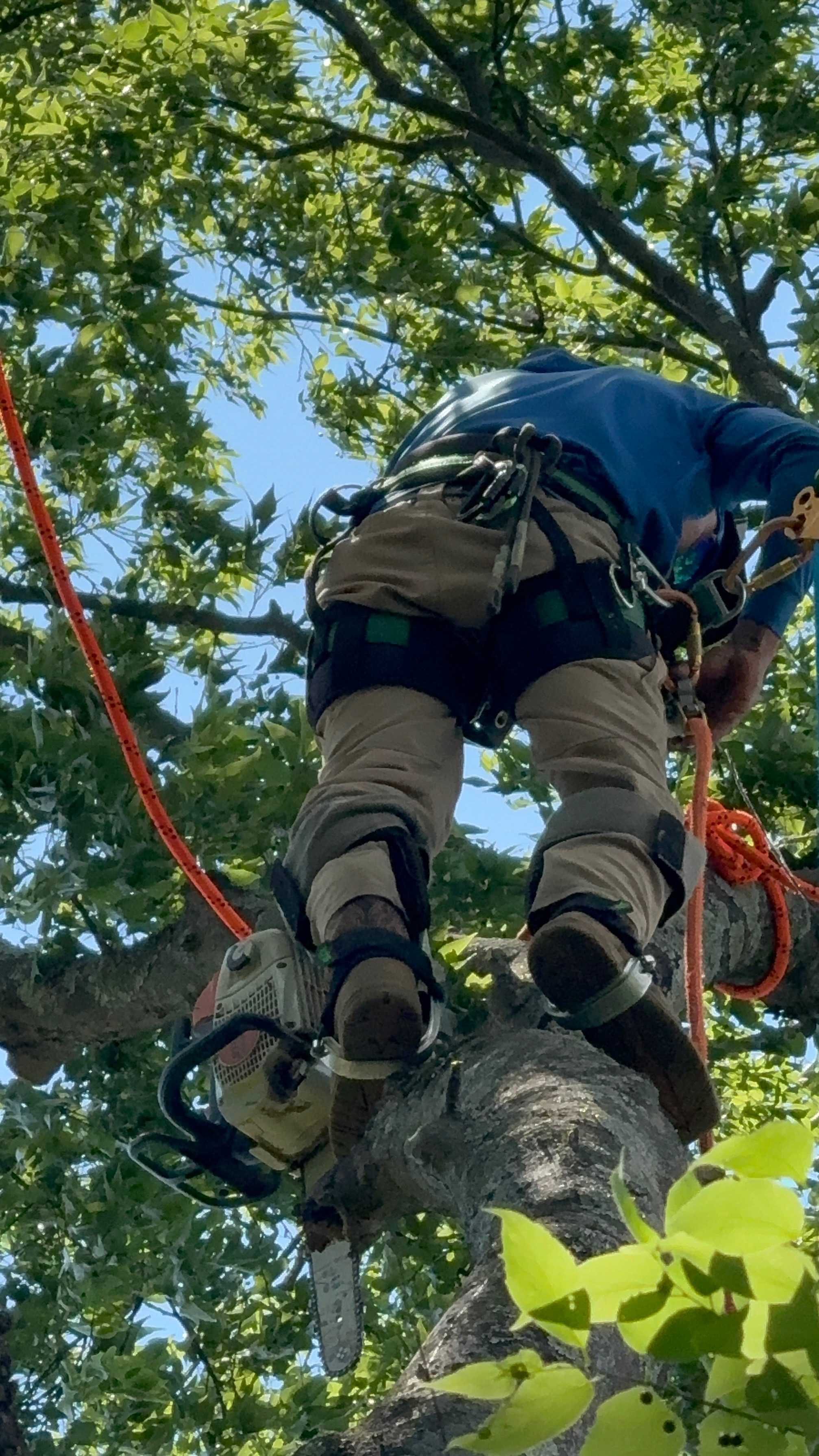 Tree removal service in Conroe TX