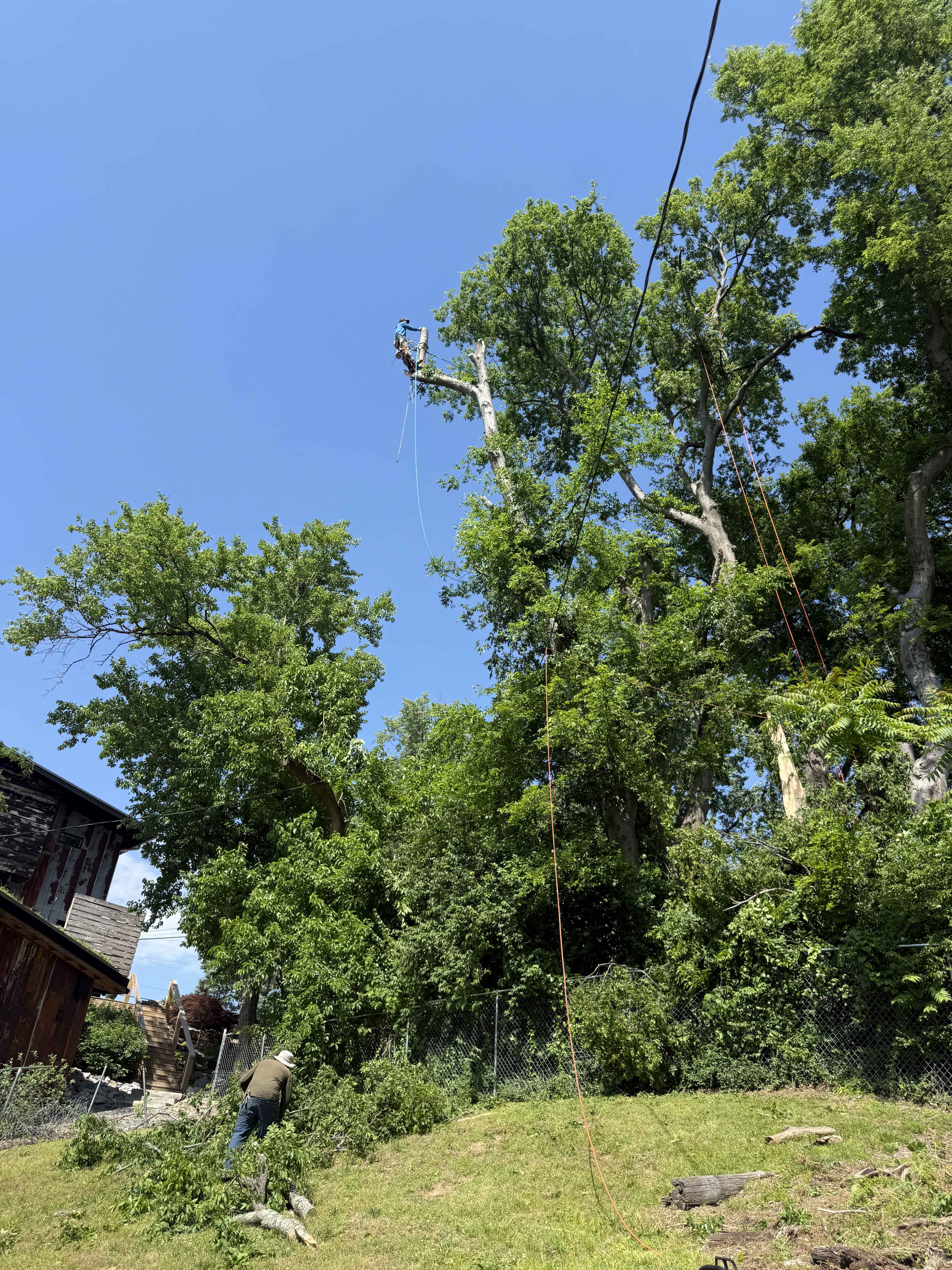 Tree trimming and pruning in Conroe TX